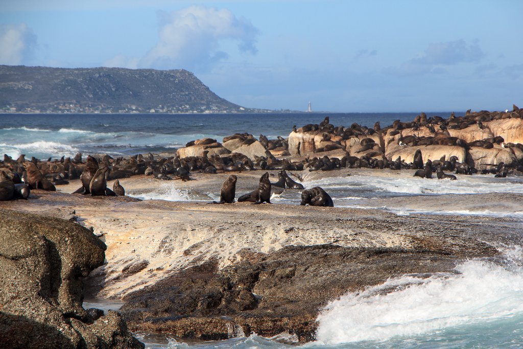 01-Seals on Duiker Island.jpg - Seals on Duiker Island